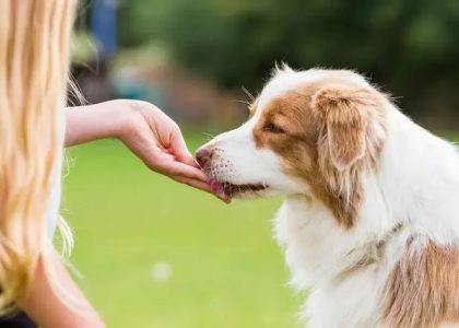 Ласощі для собак: як обрати безпечні та корисні